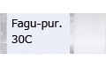 Fagu-pur.30C/ファガス パーピュリア