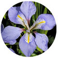 Algerian Iris