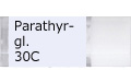 Parathyr-gl.30C/パラサイロイドグランド