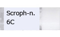 Scroph-n.6C/スクローフュラーリア